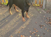 German rottweiler for sale