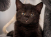 Norwegian forest cat cross