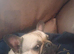Male 18 month old French bulldog tan