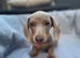 LAST Miniature Dachshund Puppy Ready for Their Forever Homes!