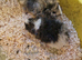 Guinea pigs for sale