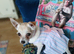 LOVING 6 YR OLD FEMALE CHIHUAHUA.