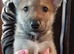 TAMASKAN PUPPIES PEDIGREE, REGISTERED AND EMBARKED