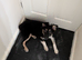 17 week old male border collie
