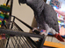 African grey parrot