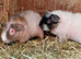 Sow skinny pigs for sale 6 months old and assorted babies ready 14 th November
