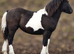 Beautiful chunky coloured filly