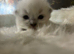 Ragdoll seal point kittens born 19/07/26