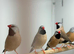 Long-tailed Finches