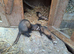 Ferret micro kits...............this years....born May
