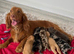 Beautiful Working Cocker Spaniel Puppy Looking for His Forever Home 9 weeks old