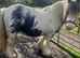 Splash the Chunky cob