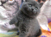 Blue BSH kittens