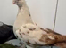 Best types of pigeons