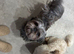 Shih Tzu 5 adorable puppies ready for new homes