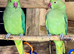 Male & Female Indian Ringneck Parrots – 8 Months Old