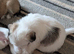 Loving puppy looking forever home x