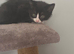 2 beautiful kittens ready to go
