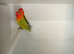 Split Opaline dilute x opaline Euwing Fischer's lovebirds