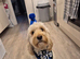 Cockapoo for stud