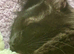 Male Maine coon