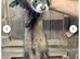 Ferrets last 3 boys