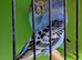 Large standard blues budgies