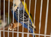 budgies