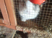 2 boy lion head  rabbits