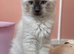 Ragdoll