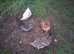 Hens looking for a home