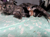 2 adorable boy Kittens. Ready to leave in 3 weeks