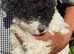 Miniature cockapoo puppies for sale