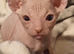 Male sphynx 18months old still intact lovely boy very affectionate