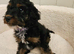 Licenced Insured breeder, kc health tested parents