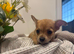 Adorable long haired puppy chihuahua girl