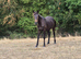 Friesian x yearly for sale