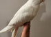 Various cockatiels for sale - breeders and young