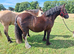 Companion mare available