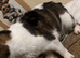 Stripes (Need A Forever Home)