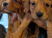 Cocker spaniels