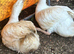 Bonded pair unrelated male female embden goose