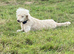 Lovely standard poodle available due to no fault of hers
