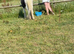 Rising 2 traditional cob gelding 11.3hh