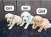 Goldador puppies 9 available