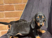Miniature dachshunds!!