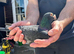 Coloured Racing Pigeon