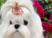 Miniature Korean maltese stud