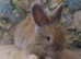 Pedigree English Angora Boy