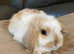 Mini lop litter.